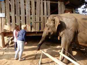 olifant langnekken Karen